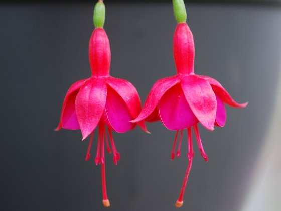 Fuchsia x 'Marinka'